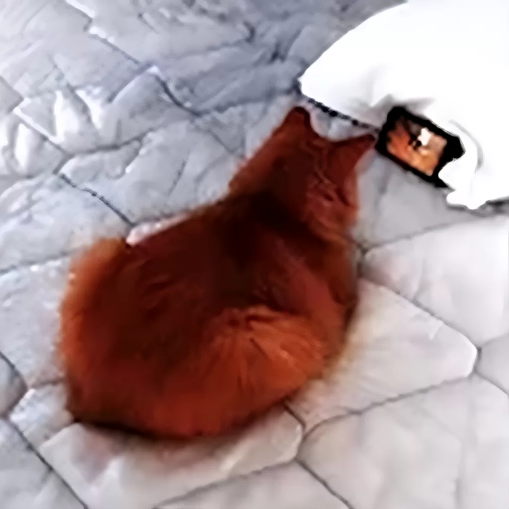 Buddy liked watching cat videos on YouTube. - clarkkentcookies.com
